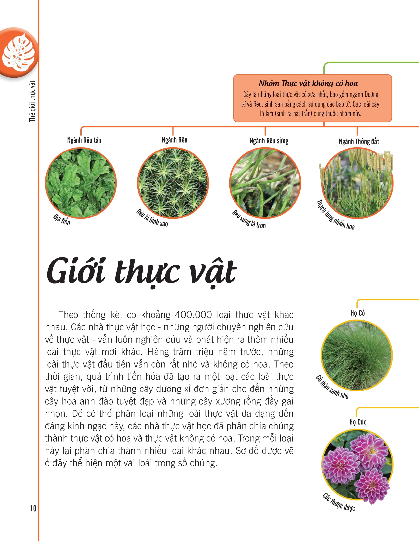 bách khoa thư về thế giới thực vật - cây, lá, hoa và hạt