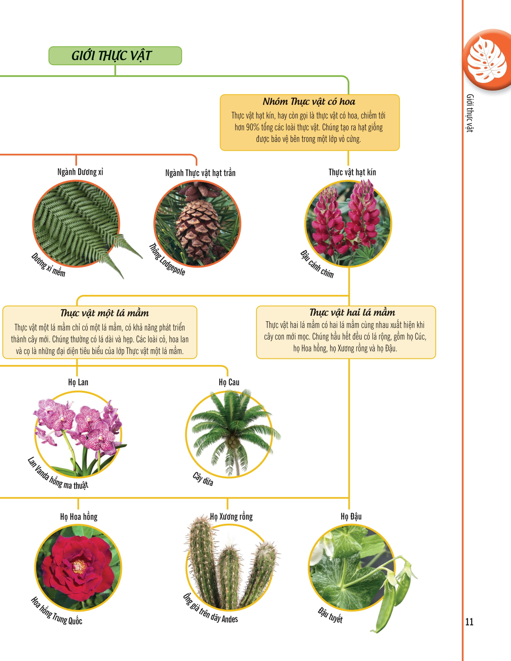 bách khoa thư về thế giới thực vật - cây, lá, hoa và hạt