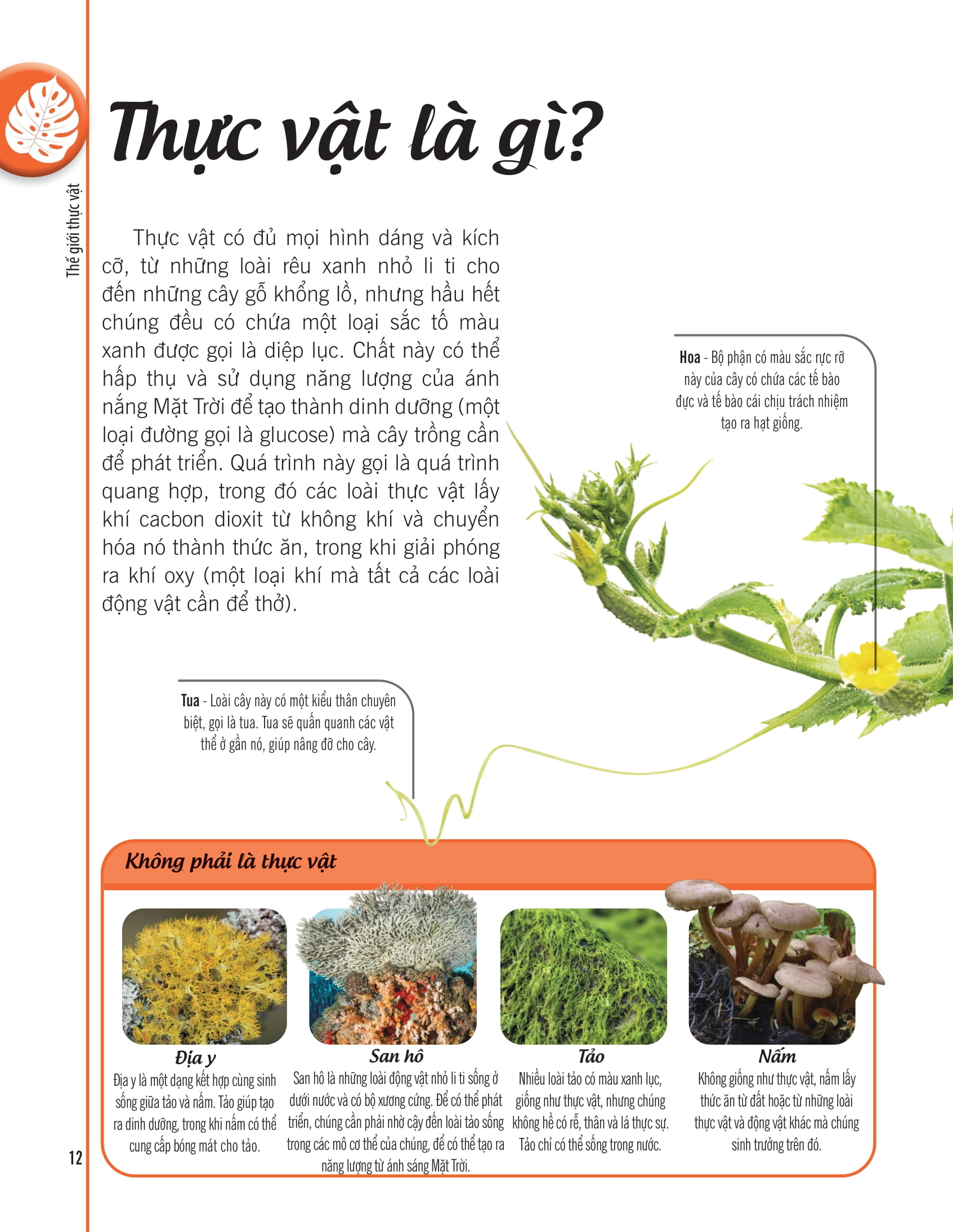 bách khoa thư về thế giới thực vật - cây, lá, hoa và hạt