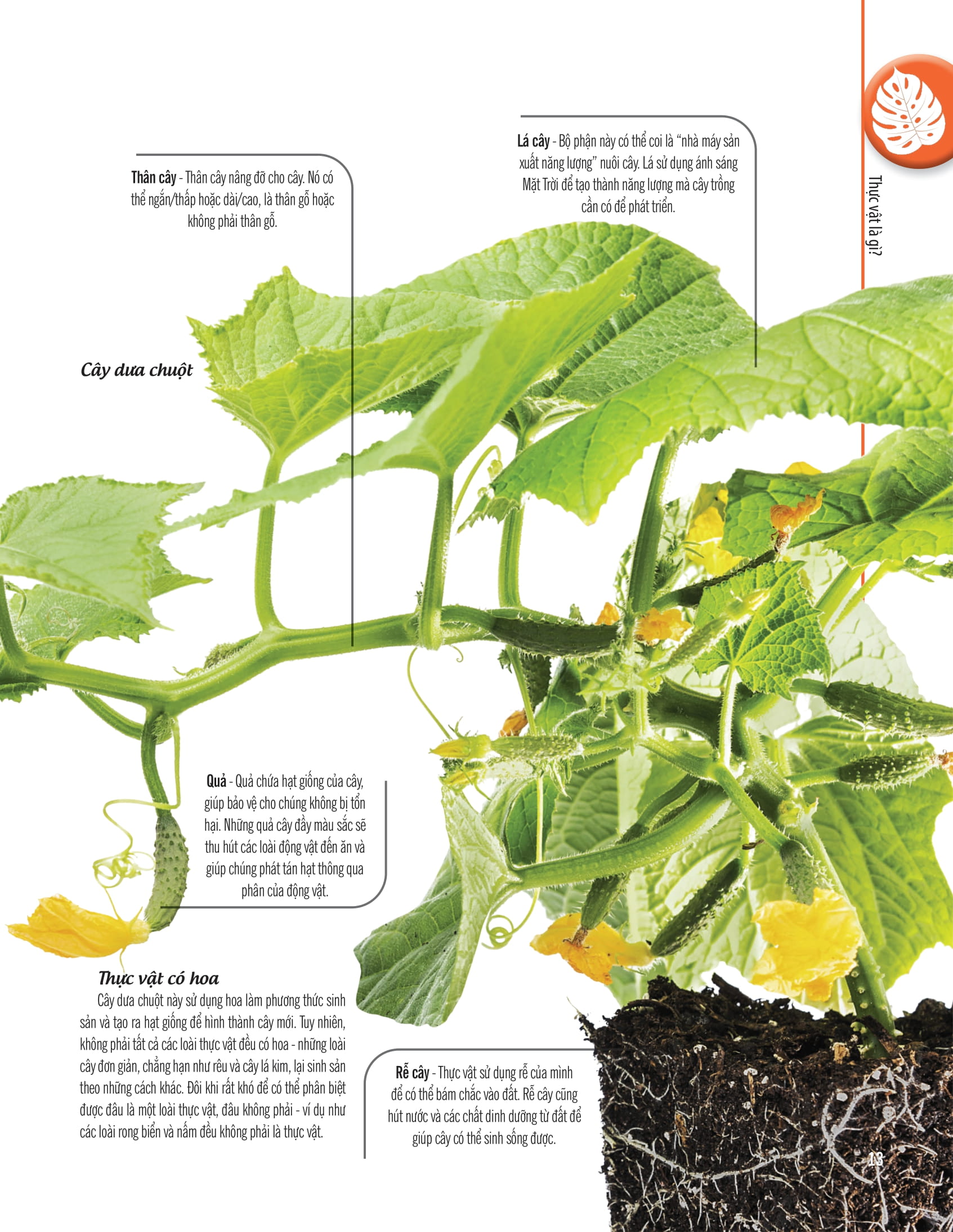 bách khoa thư về thế giới thực vật - cây, lá, hoa và hạt