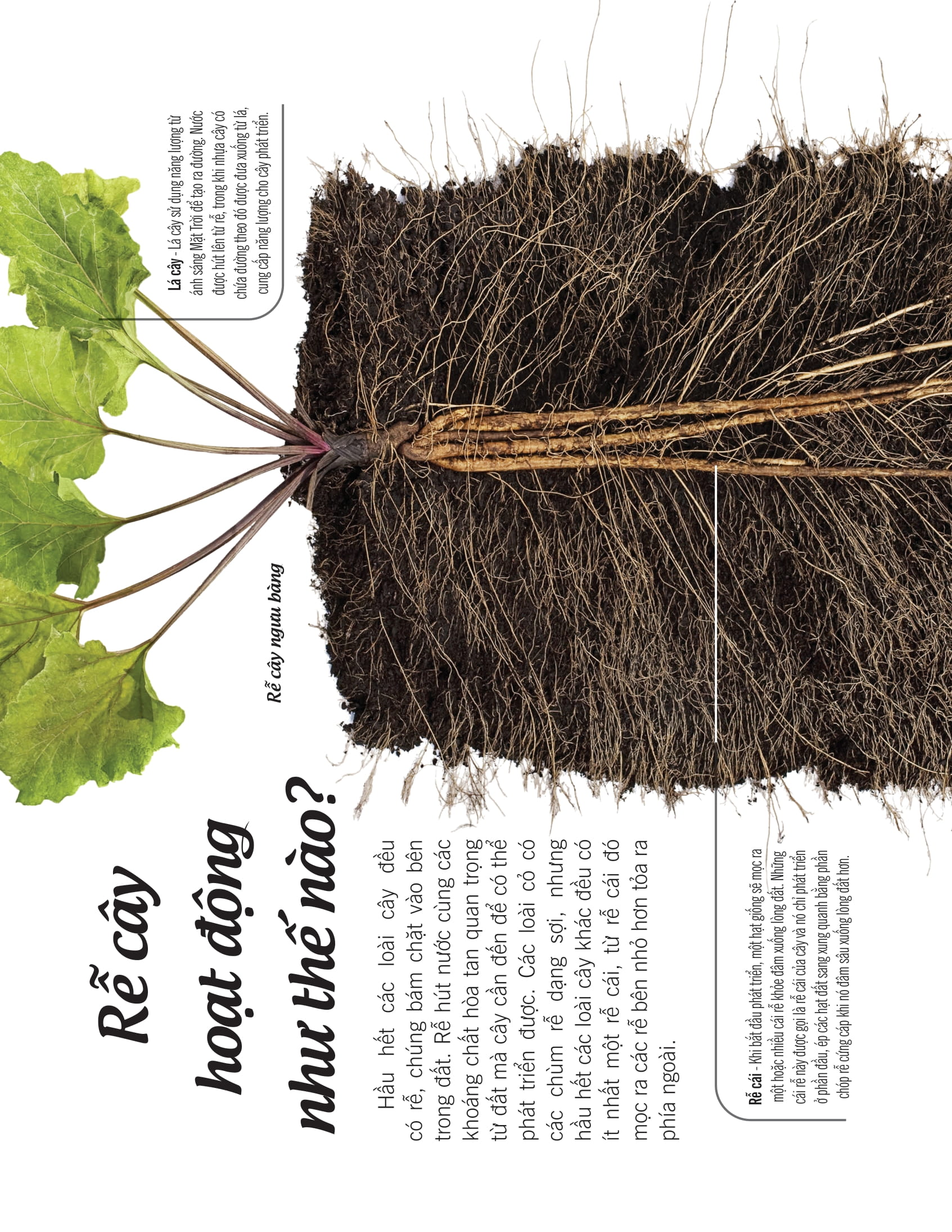 bách khoa thư về thế giới thực vật - cây, lá, hoa và hạt