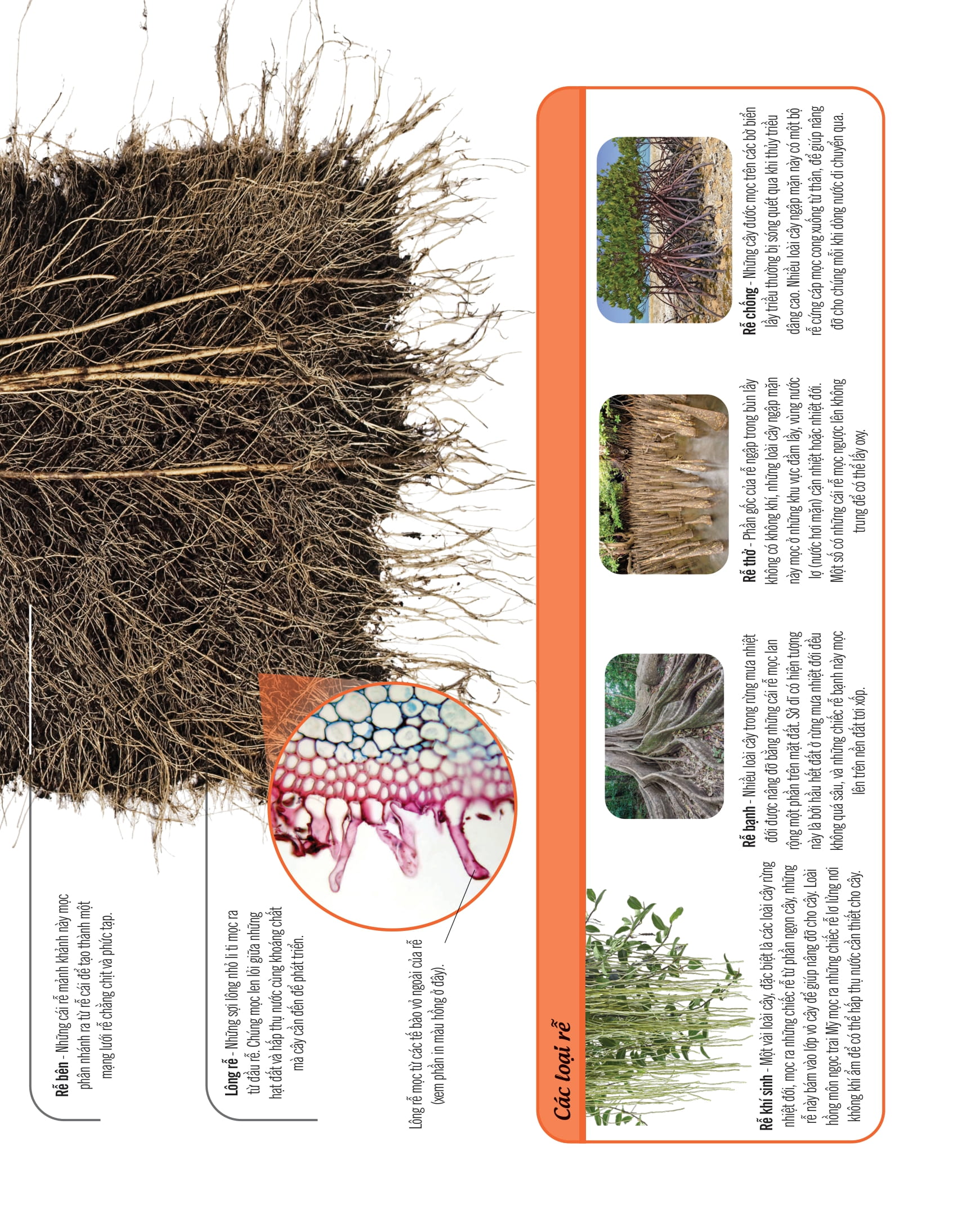 bách khoa thư về thế giới thực vật - cây, lá, hoa và hạt