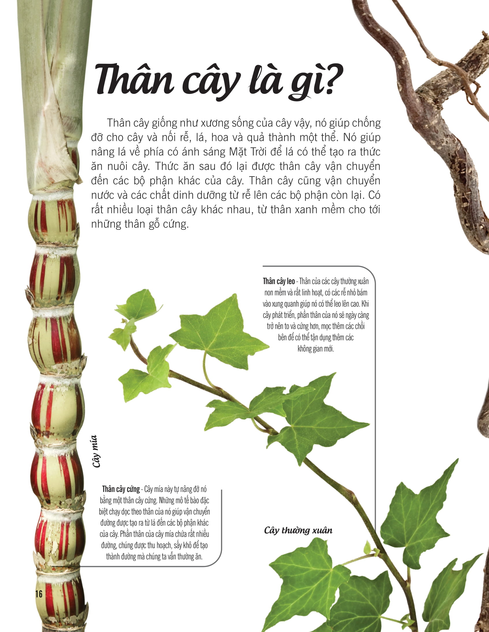 bách khoa thư về thế giới thực vật - cây, lá, hoa và hạt