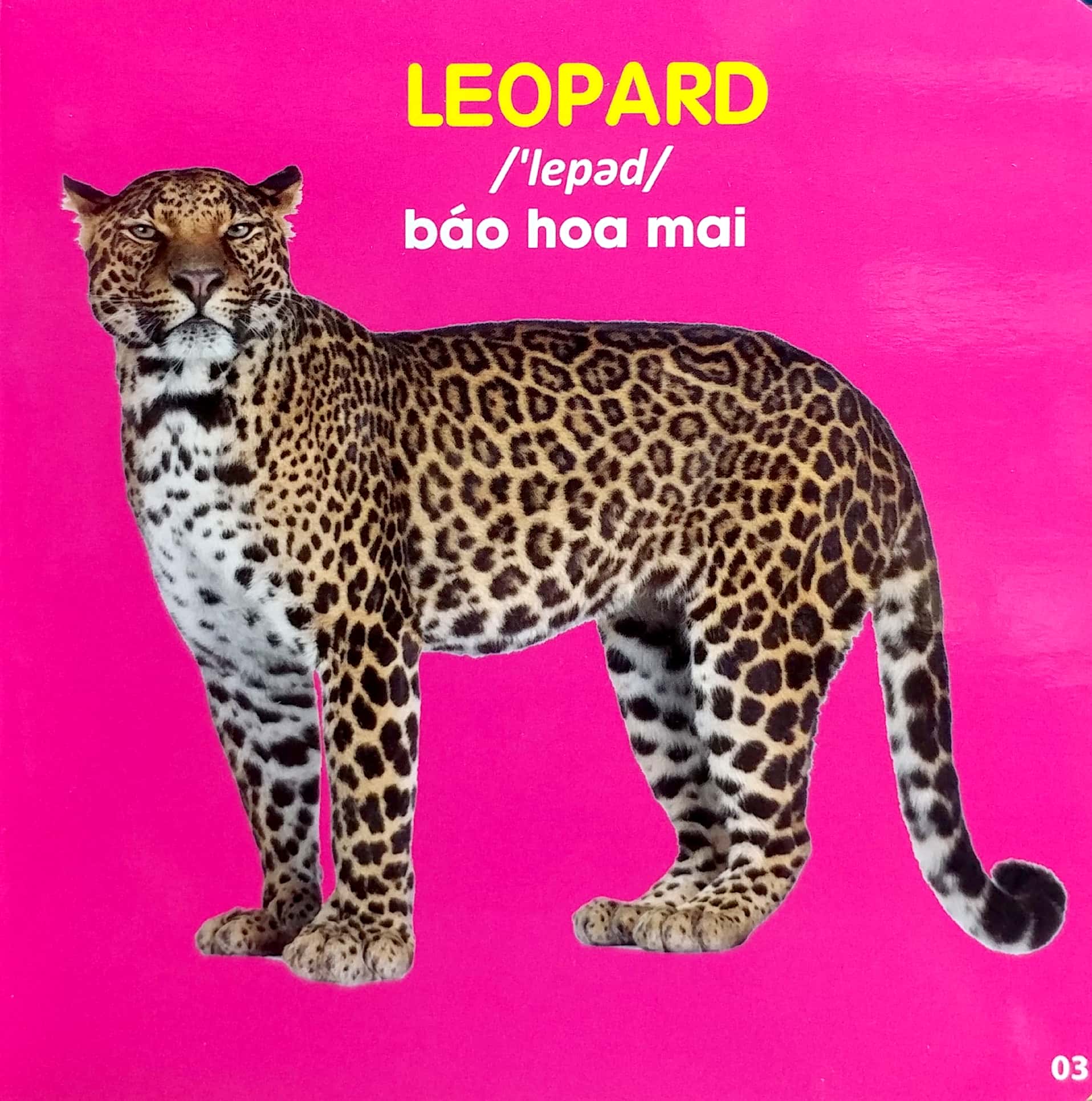 bách khoa toàn thư cho bé - động vật hoang dã