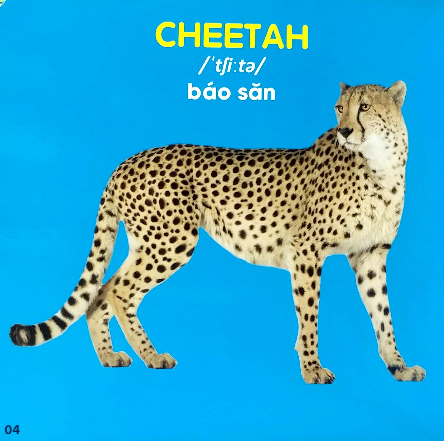 bách khoa toàn thư cho bé - động vật hoang dã