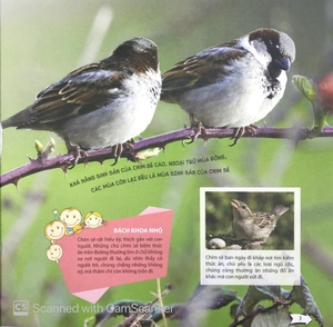 bách khoa toàn thư nhỏ - các loài chim