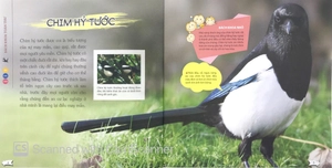 bách khoa toàn thư nhỏ - các loài chim