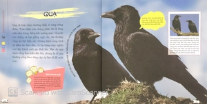 bách khoa toàn thư nhỏ - các loài chim