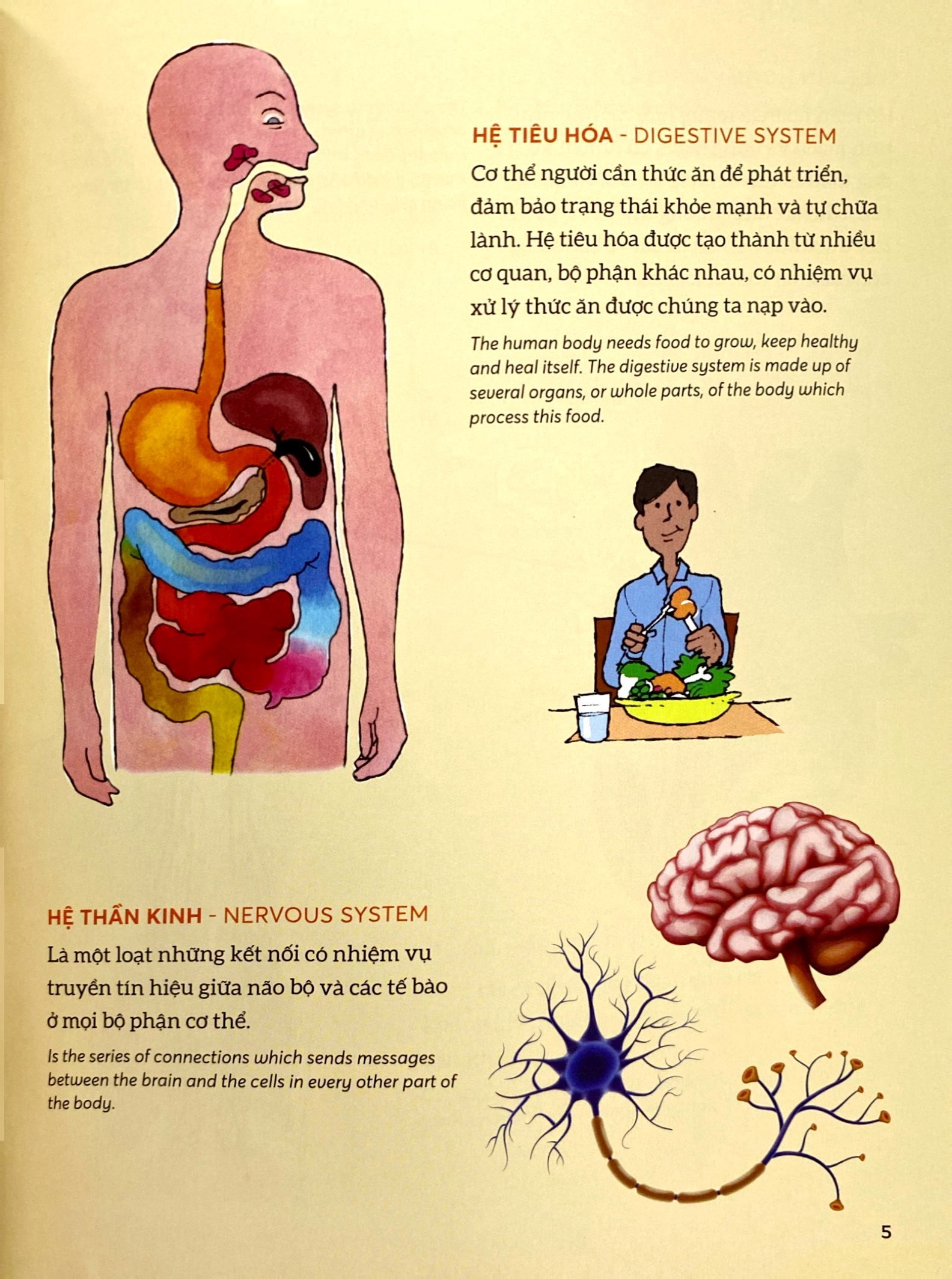 bách khoa tri thức - khám phá cơ thể người - explore the human body (song ngữ)