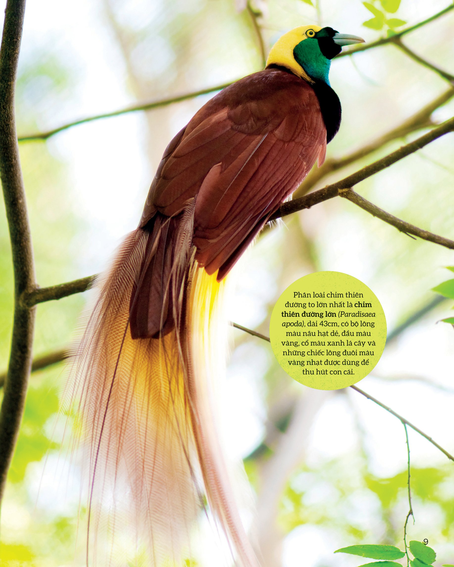 bách khoa tri thức về các kỳ quan thế giới - kỳ quan tự nhiên