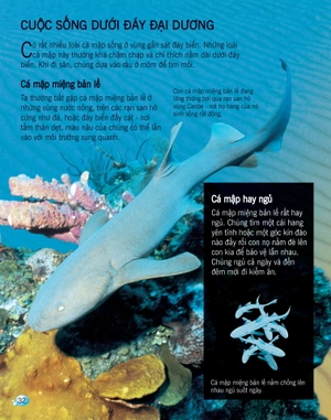 bách khoa tri thức về khám phá thế giới cho trẻ em - cá mập (tái bản 2017)