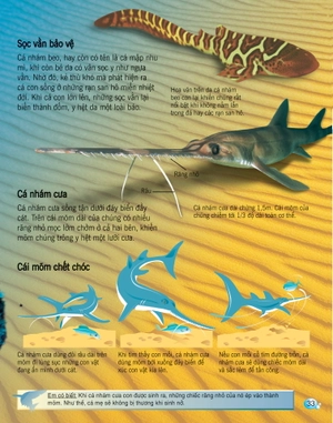 bách khoa tri thức về khám phá thế giới cho trẻ em - cá mập (tái bản 2017)