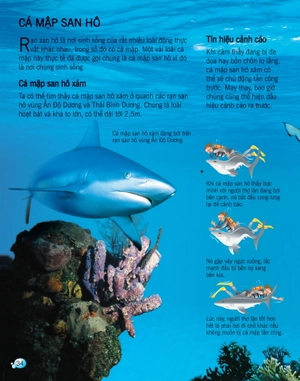 bách khoa tri thức về khám phá thế giới cho trẻ em - cá mập (tái bản 2017)