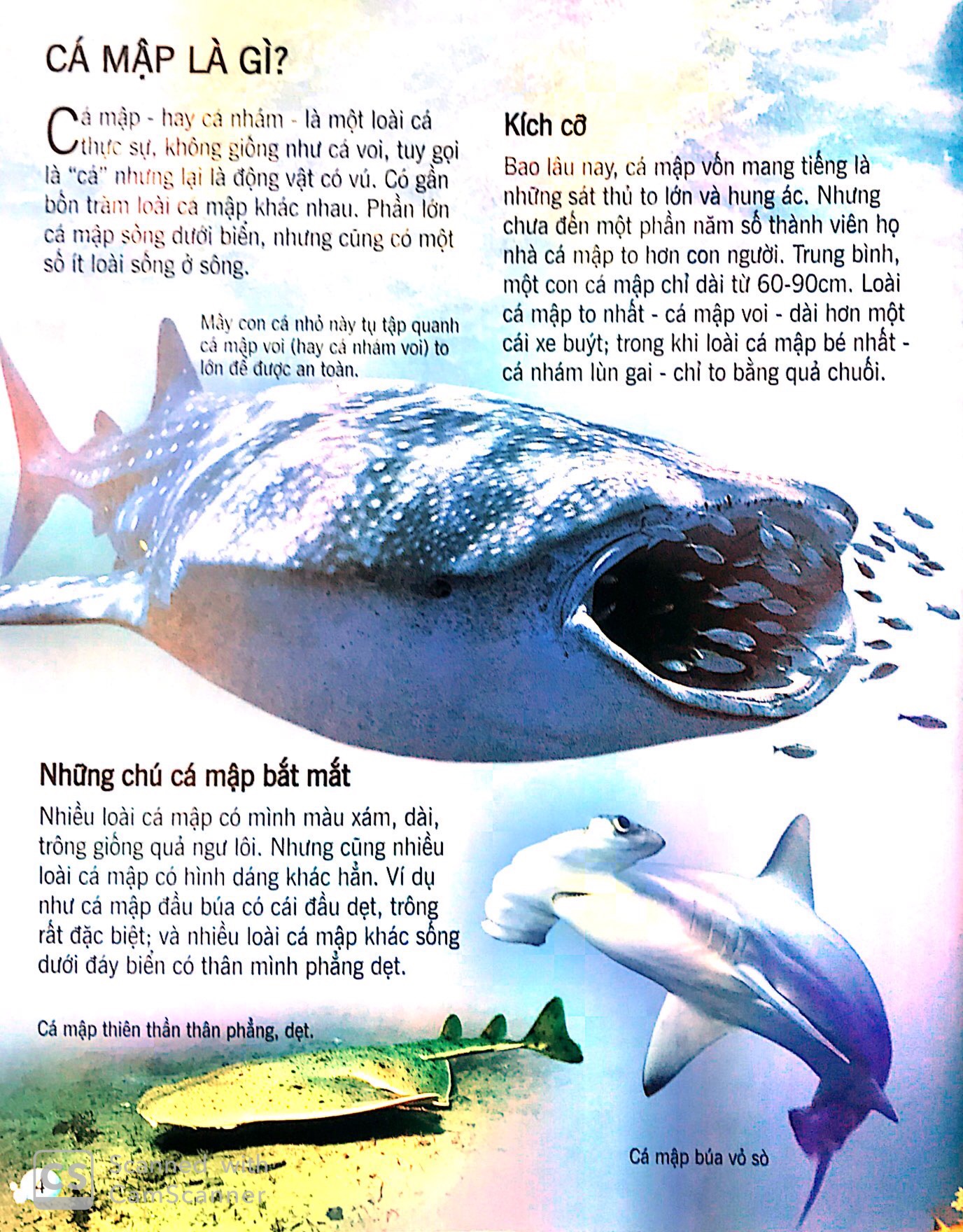 bách khoa tri thức về khám phá thế giới cho trẻ em - cá mập (tái bản 2018)