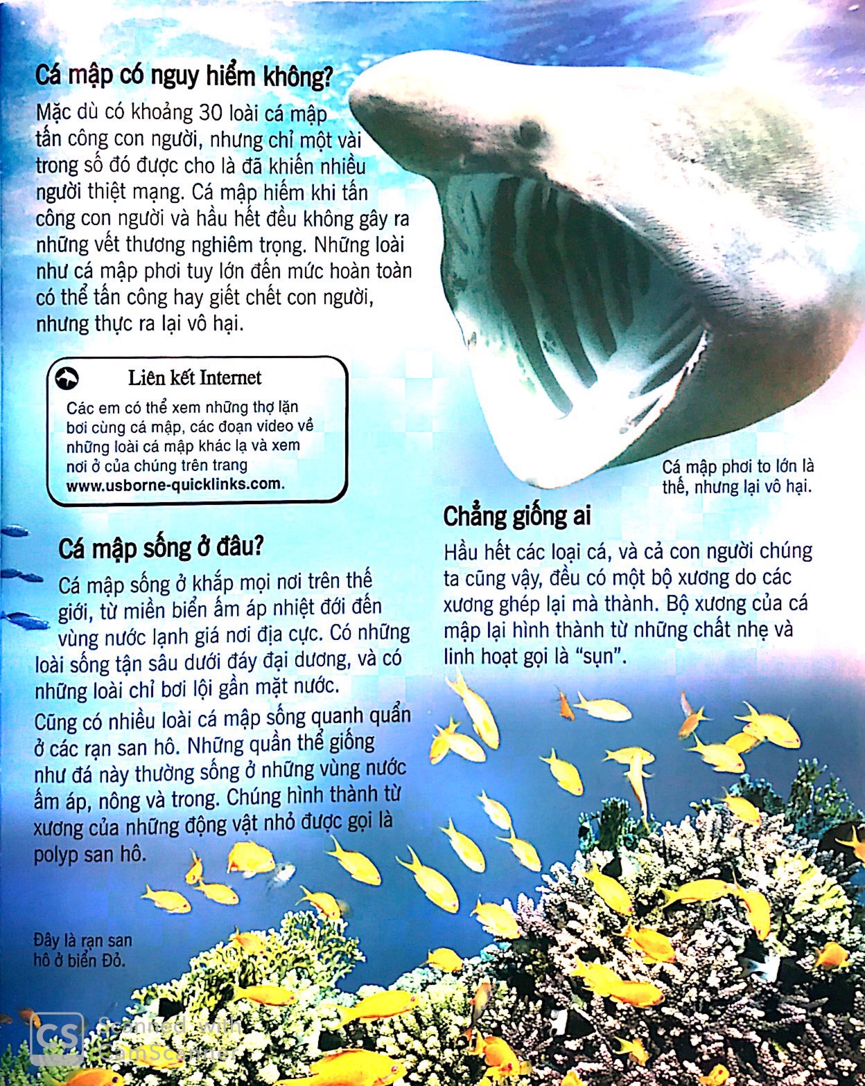 bách khoa tri thức về khám phá thế giới cho trẻ em - cá mập (tái bản 2018)