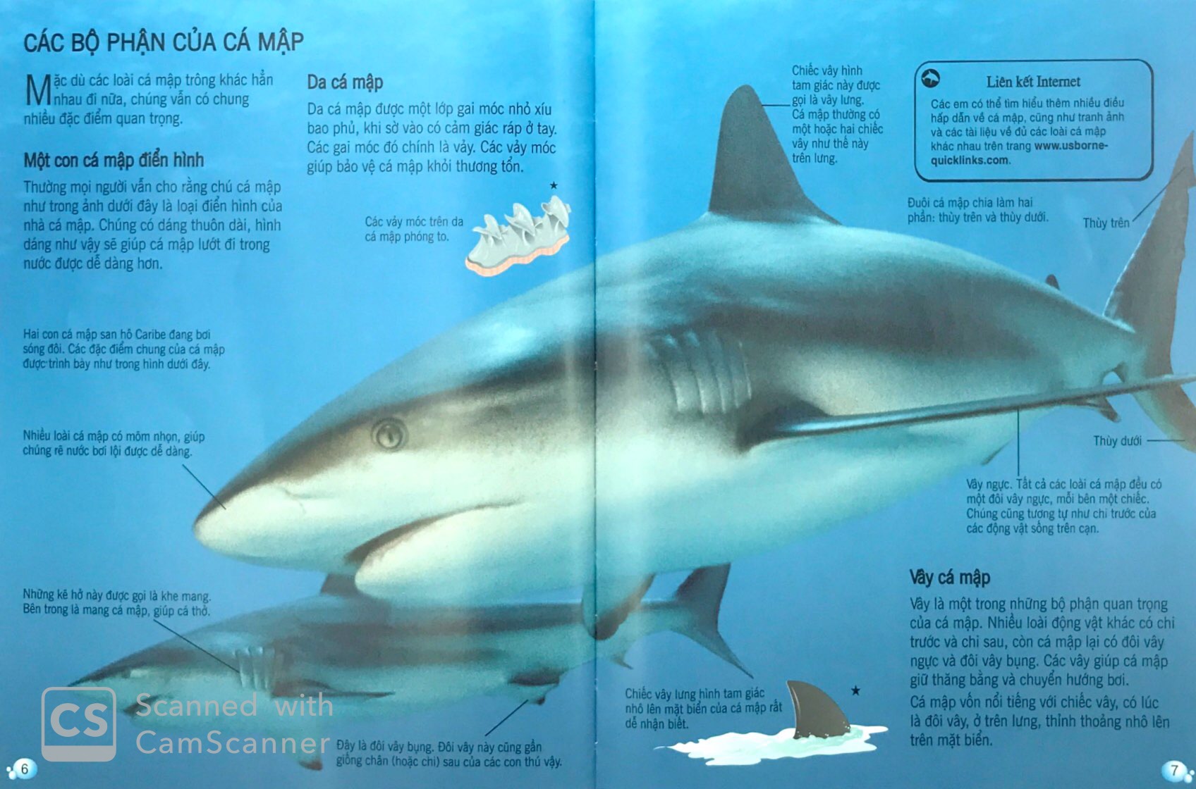 bách khoa tri thức về khám phá thế giới cho trẻ em - cá mập (tái bản 2018)