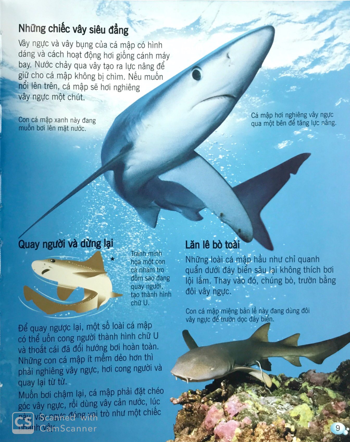 bách khoa tri thức về khám phá thế giới cho trẻ em - cá mập (tái bản 2018)