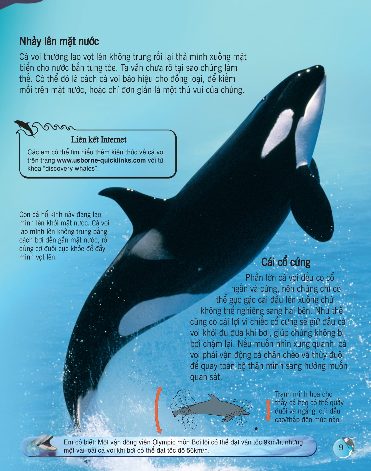bách khoa tri thức về khám phá thế giới cho trẻ em - cá voi và cá heo