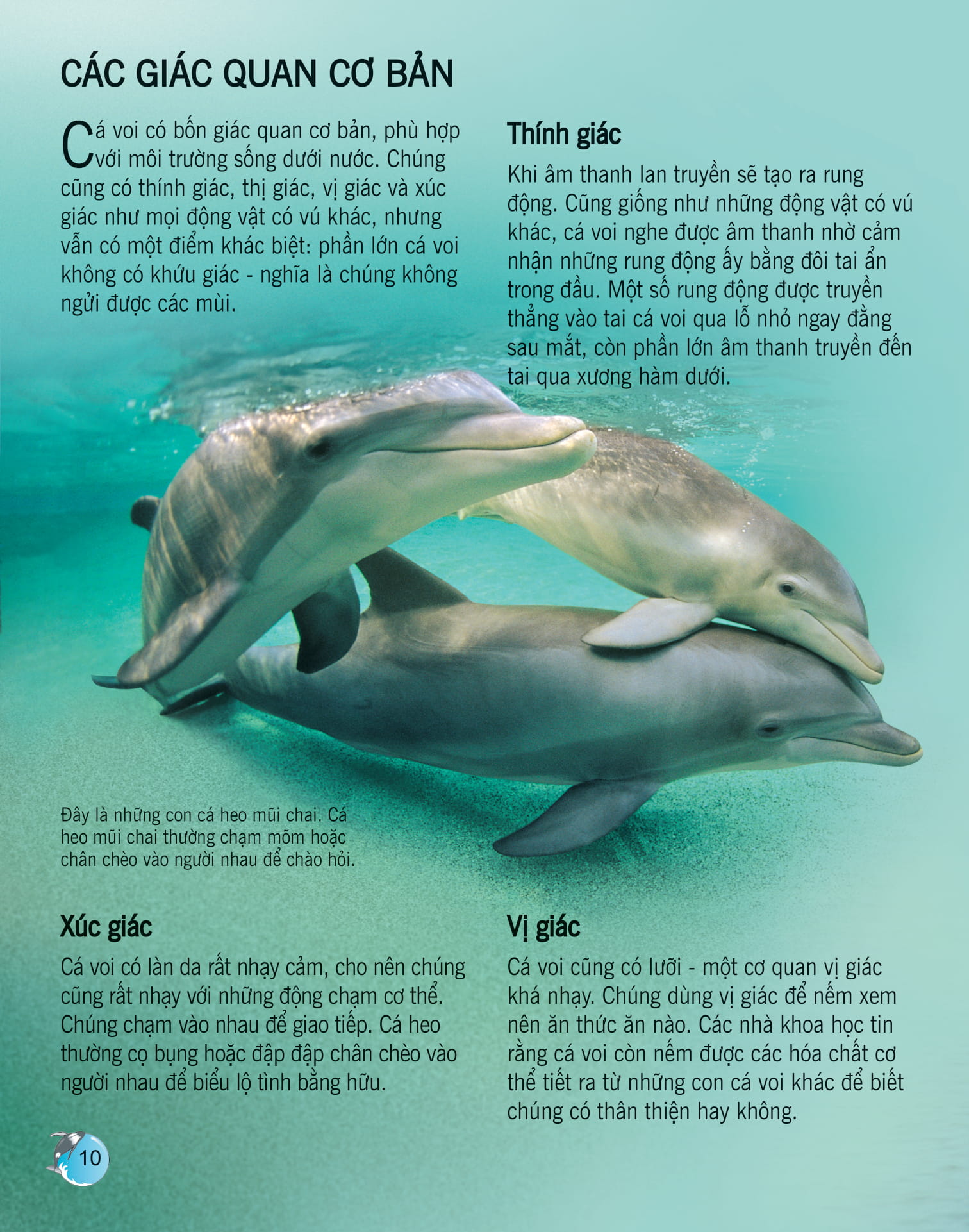 bách khoa tri thức về khám phá thế giới cho trẻ em - cá voi và cá heo