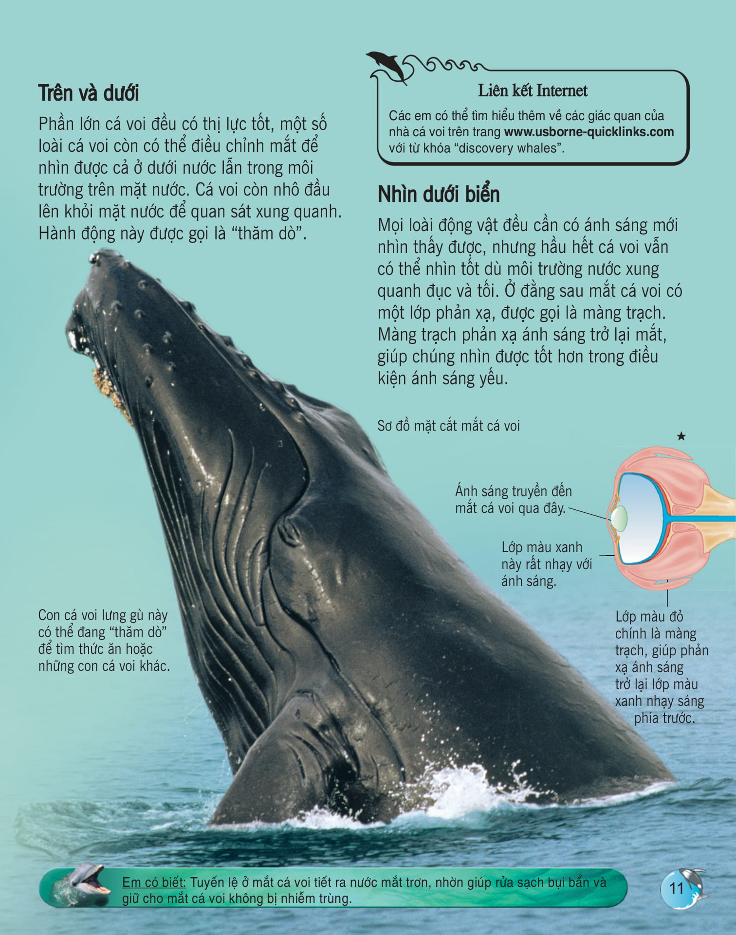 bách khoa tri thức về khám phá thế giới cho trẻ em - cá voi và cá heo