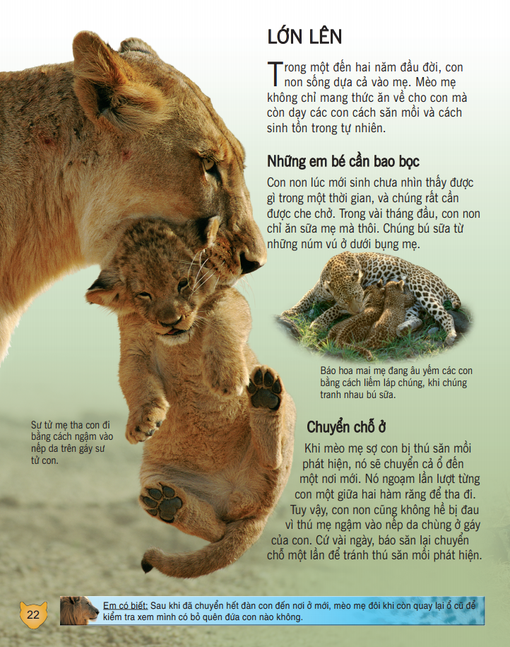 bách khoa tri thức về khám phá thế giới cho trẻ em - các loài mèo lớn (bìa mềm - tái bản 2018)