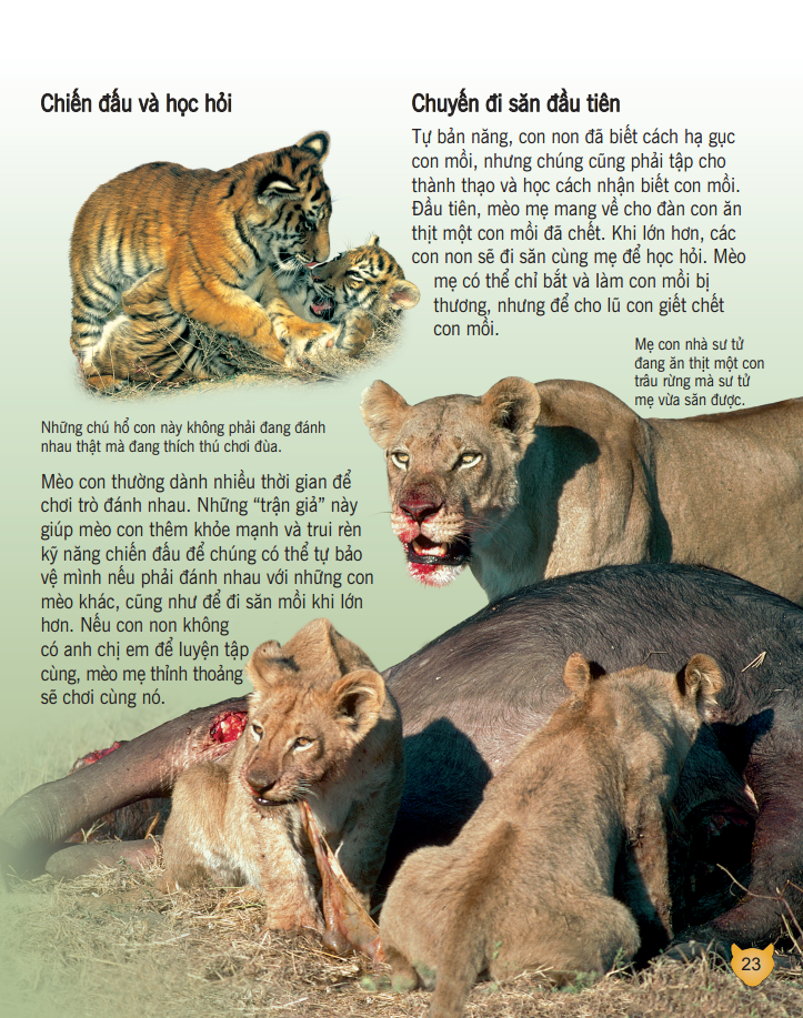 bách khoa tri thức về khám phá thế giới cho trẻ em - các loài mèo lớn (bìa mềm - tái bản 2018)