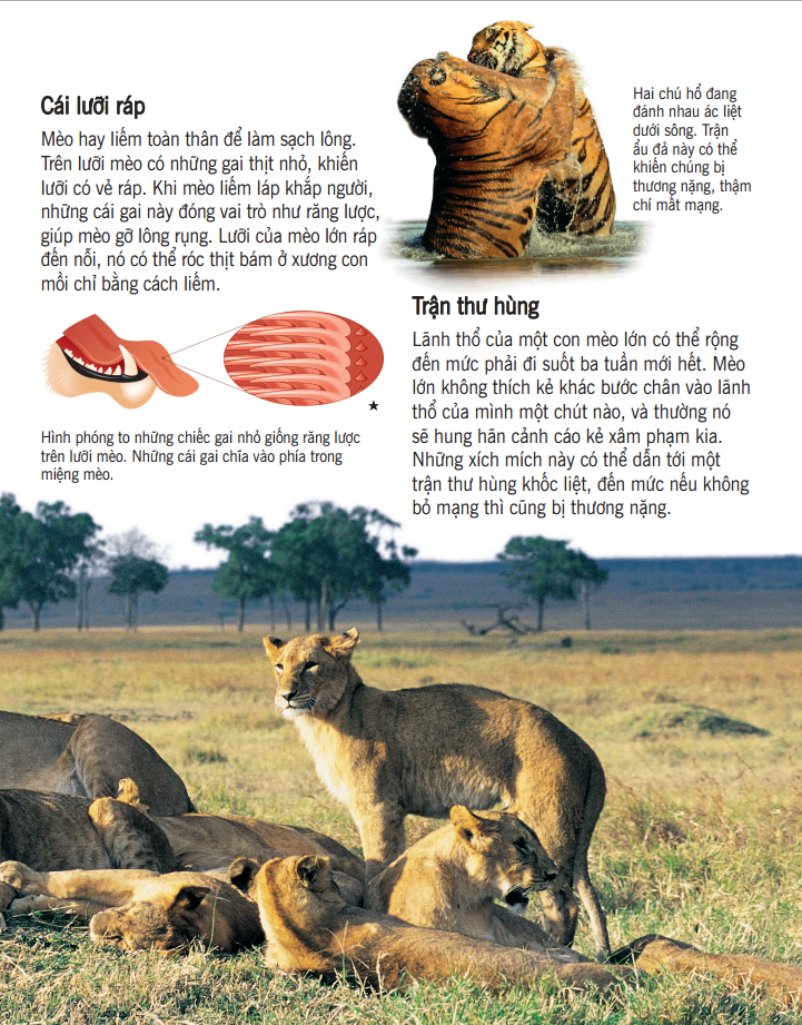 bách khoa tri thức về khám phá thế giới cho trẻ em - các loài mèo lớn (bìa mềm - tái bản 2018)