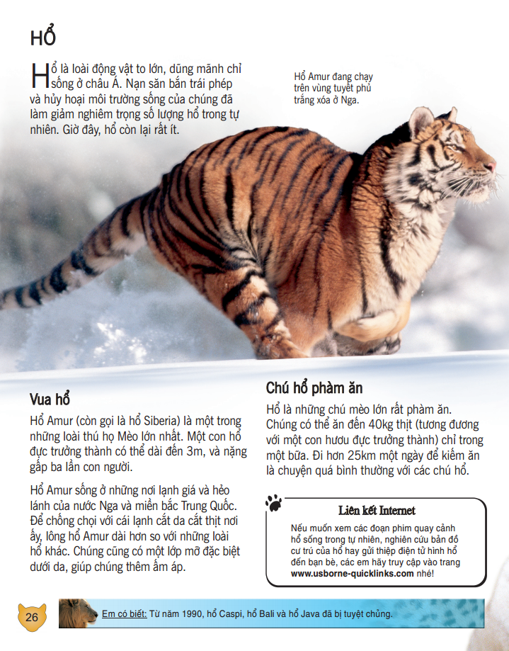 bách khoa tri thức về khám phá thế giới cho trẻ em - các loài mèo lớn (bìa mềm - tái bản 2018)