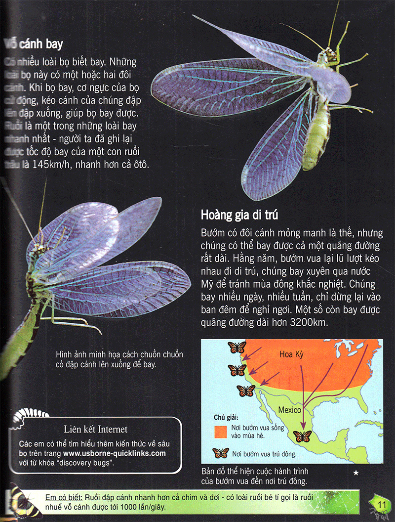 bách khoa tri thức về khám phá thế giới cho trẻ em - các loài sâu bọ (2017)
