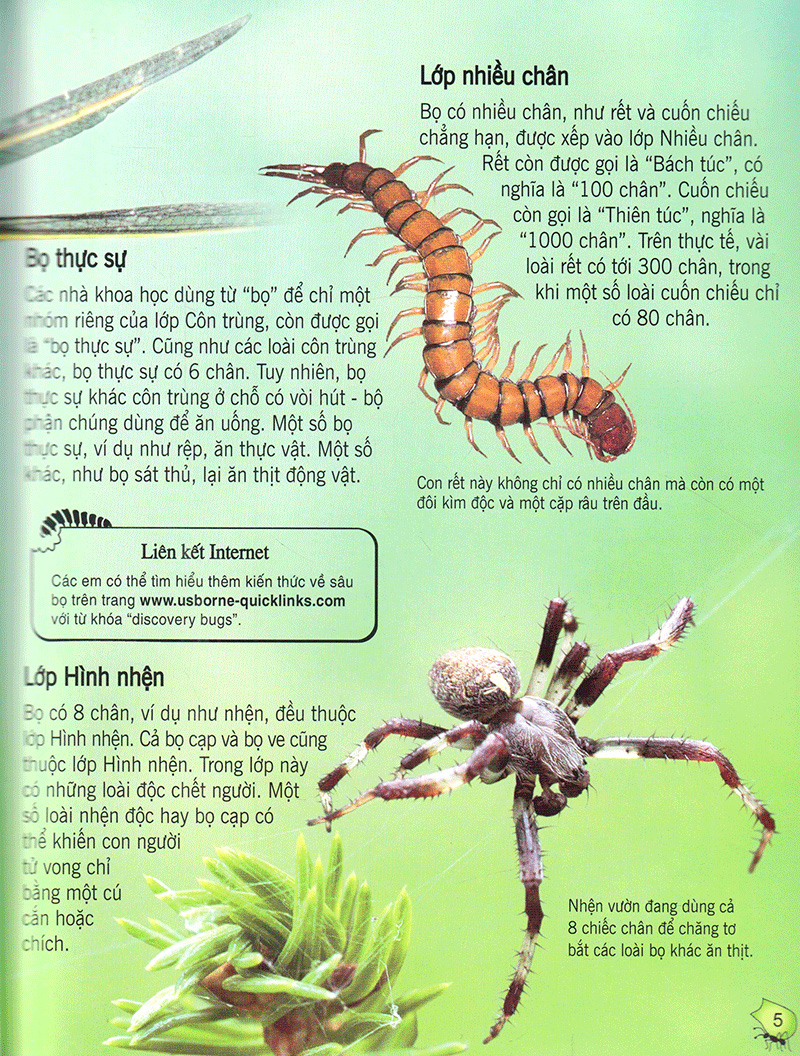 bách khoa tri thức về khám phá thế giới cho trẻ em - các loài sâu bọ (2017)
