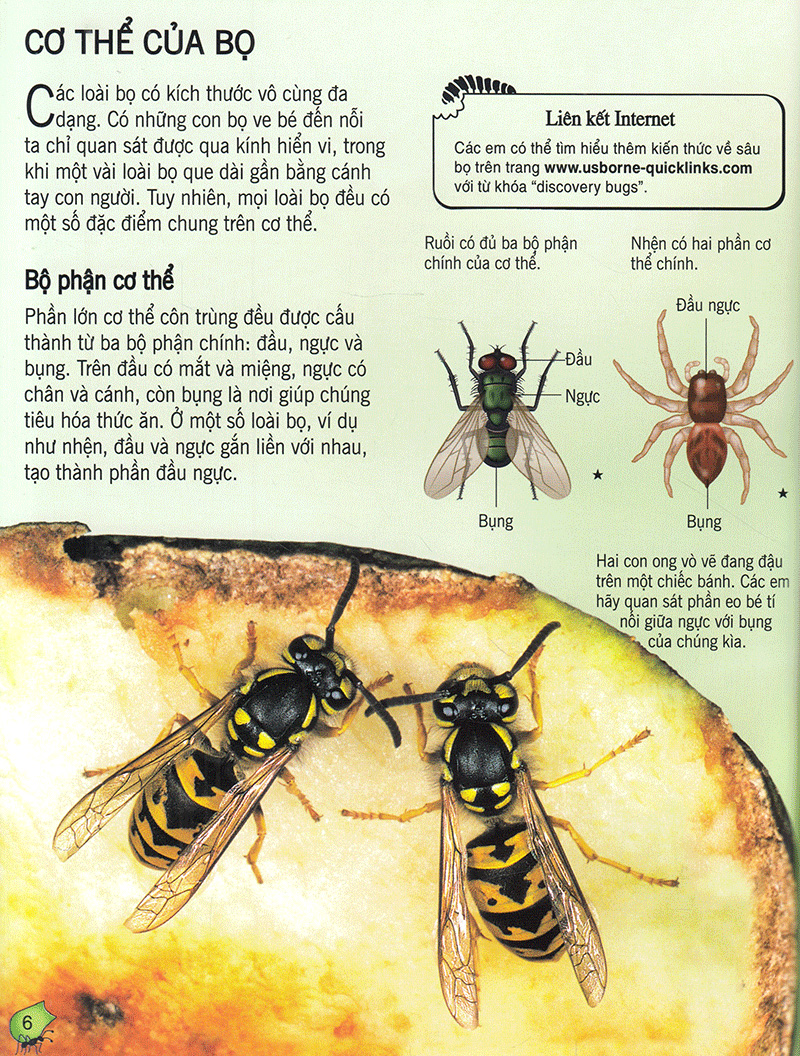 bách khoa tri thức về khám phá thế giới cho trẻ em - các loài sâu bọ (2017)