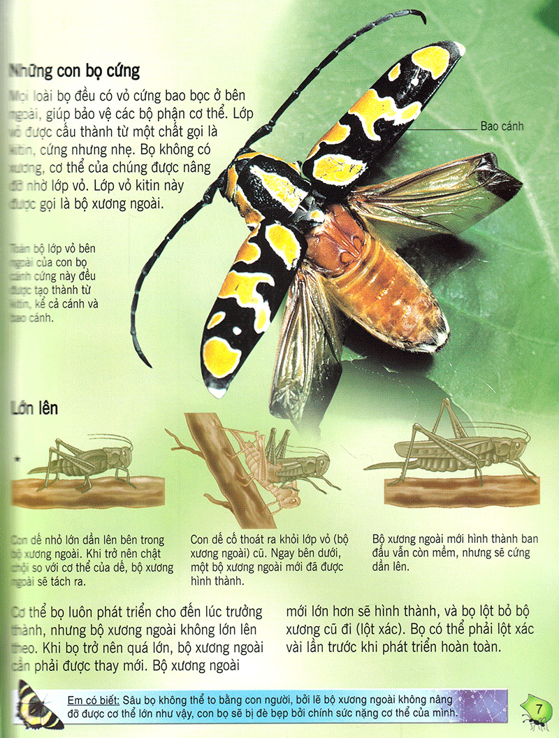 bách khoa tri thức về khám phá thế giới cho trẻ em - các loài sâu bọ (2017)
