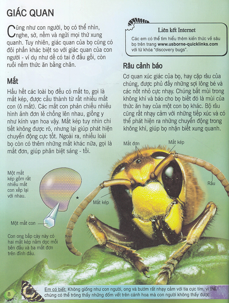 bách khoa tri thức về khám phá thế giới cho trẻ em - các loài sâu bọ (2017)