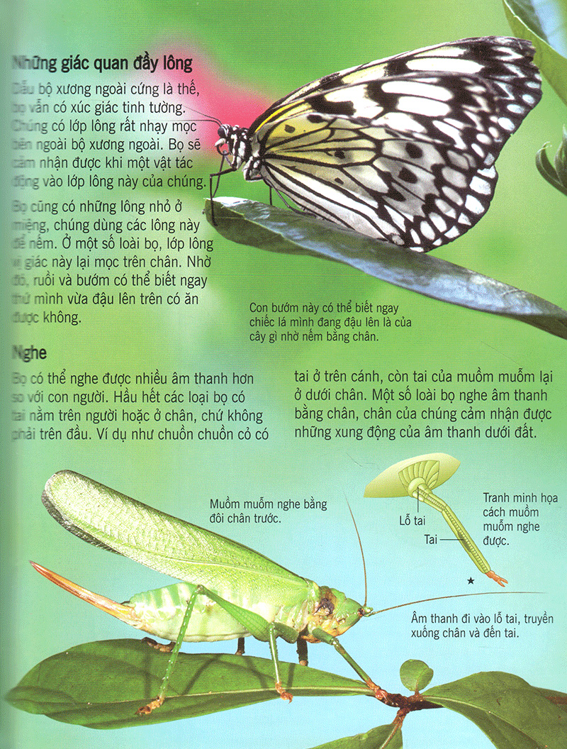 bách khoa tri thức về khám phá thế giới cho trẻ em - các loài sâu bọ (2017)