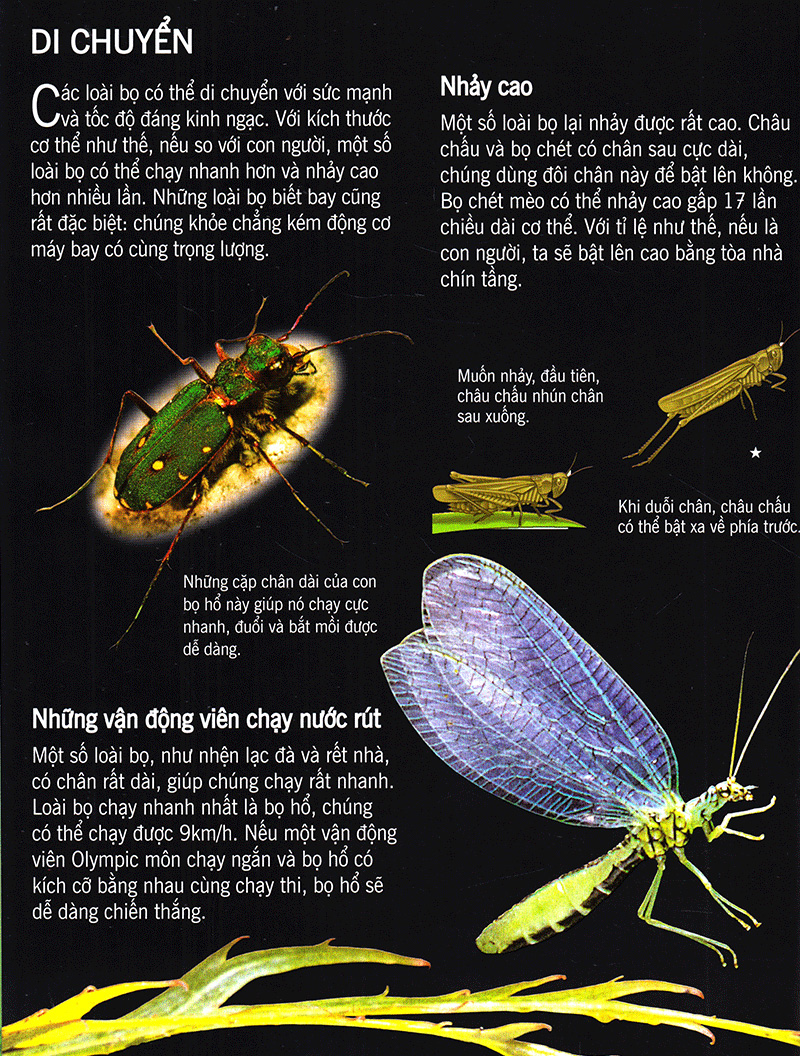 bách khoa tri thức về khám phá thế giới cho trẻ em - các loài sâu bọ (2017)