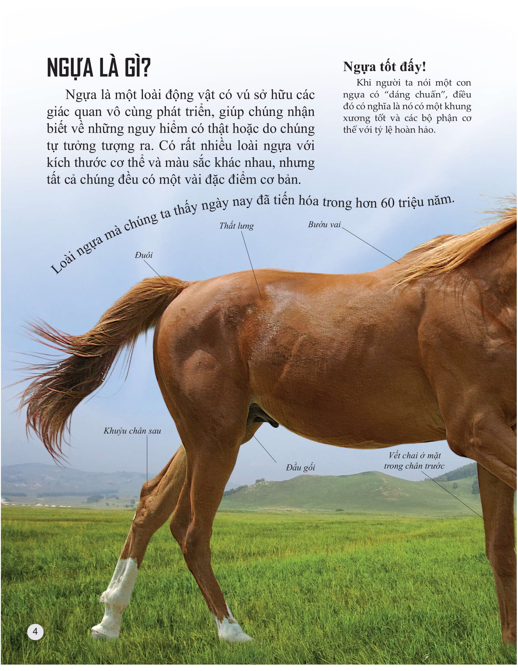 bách khoa tri thức về khám phá thế giới cho trẻ em - horses and ponies - loài ngựa