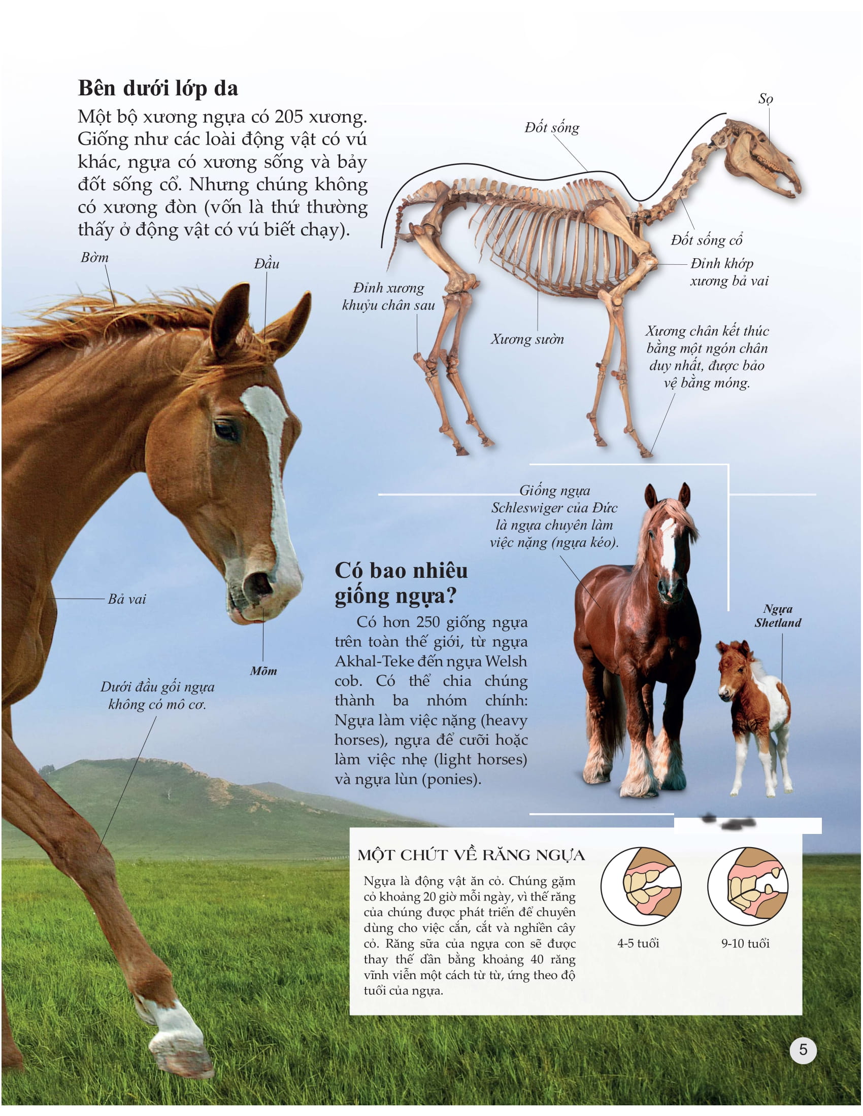 bách khoa tri thức về khám phá thế giới cho trẻ em - horses and ponies - loài ngựa