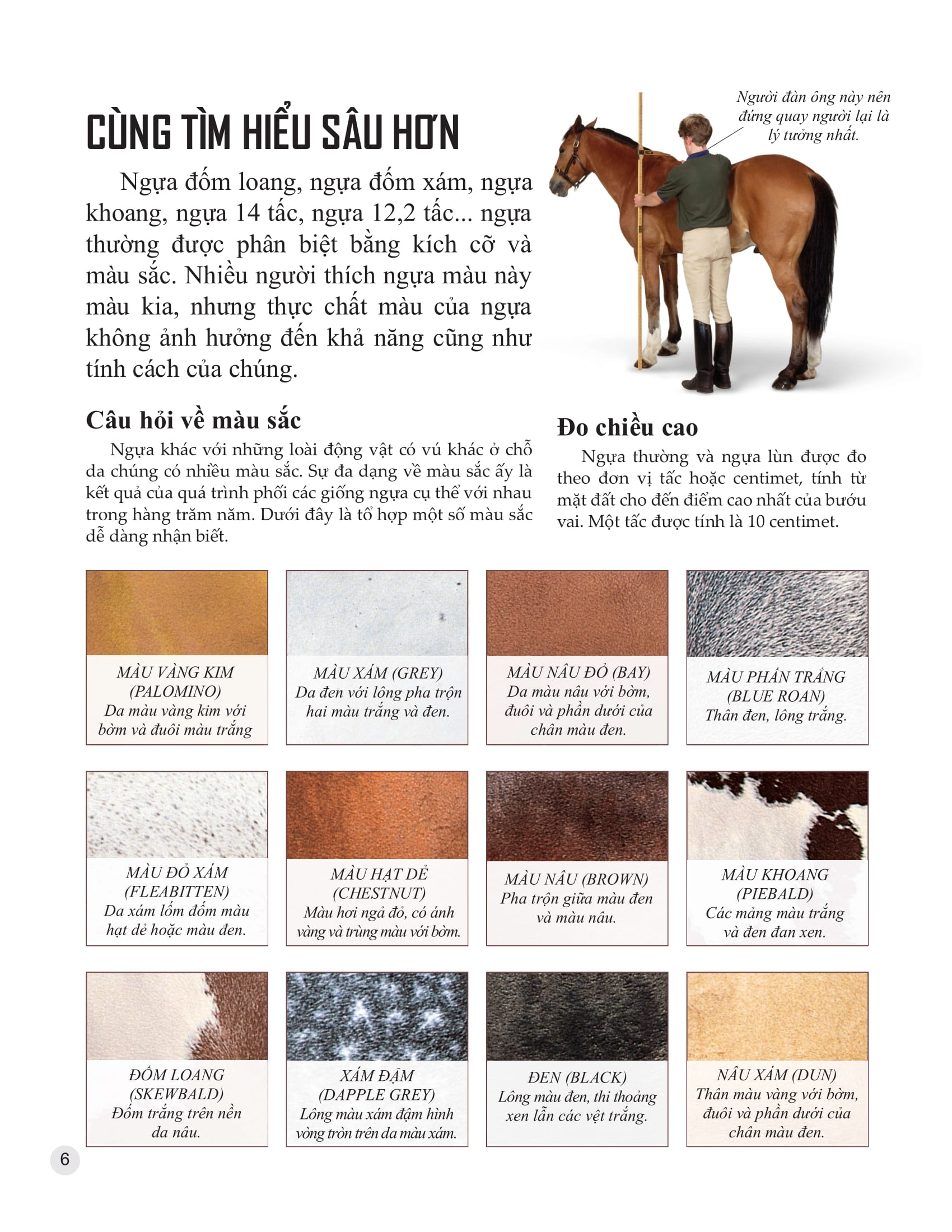 bách khoa tri thức về khám phá thế giới cho trẻ em - horses and ponies - loài ngựa