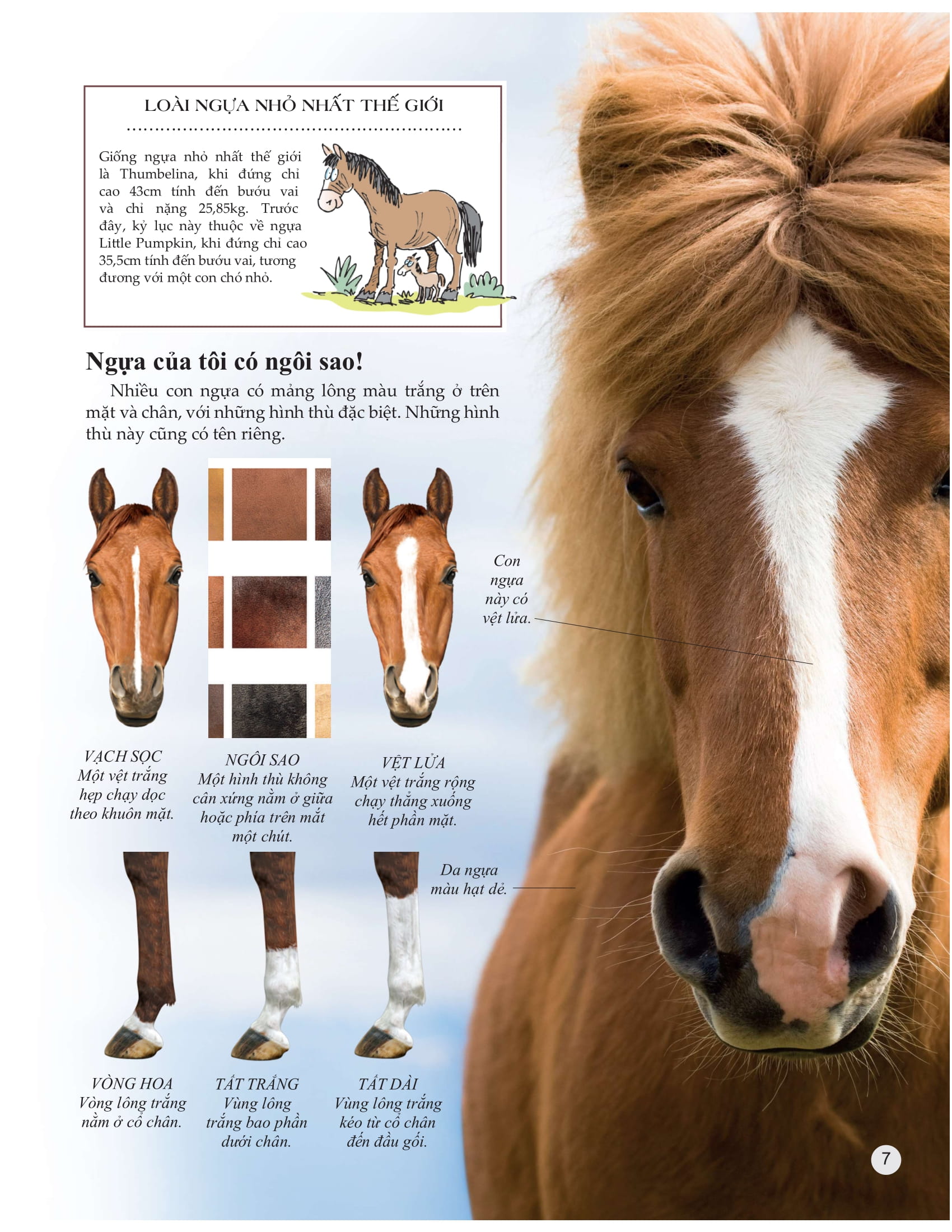 bách khoa tri thức về khám phá thế giới cho trẻ em - horses and ponies - loài ngựa