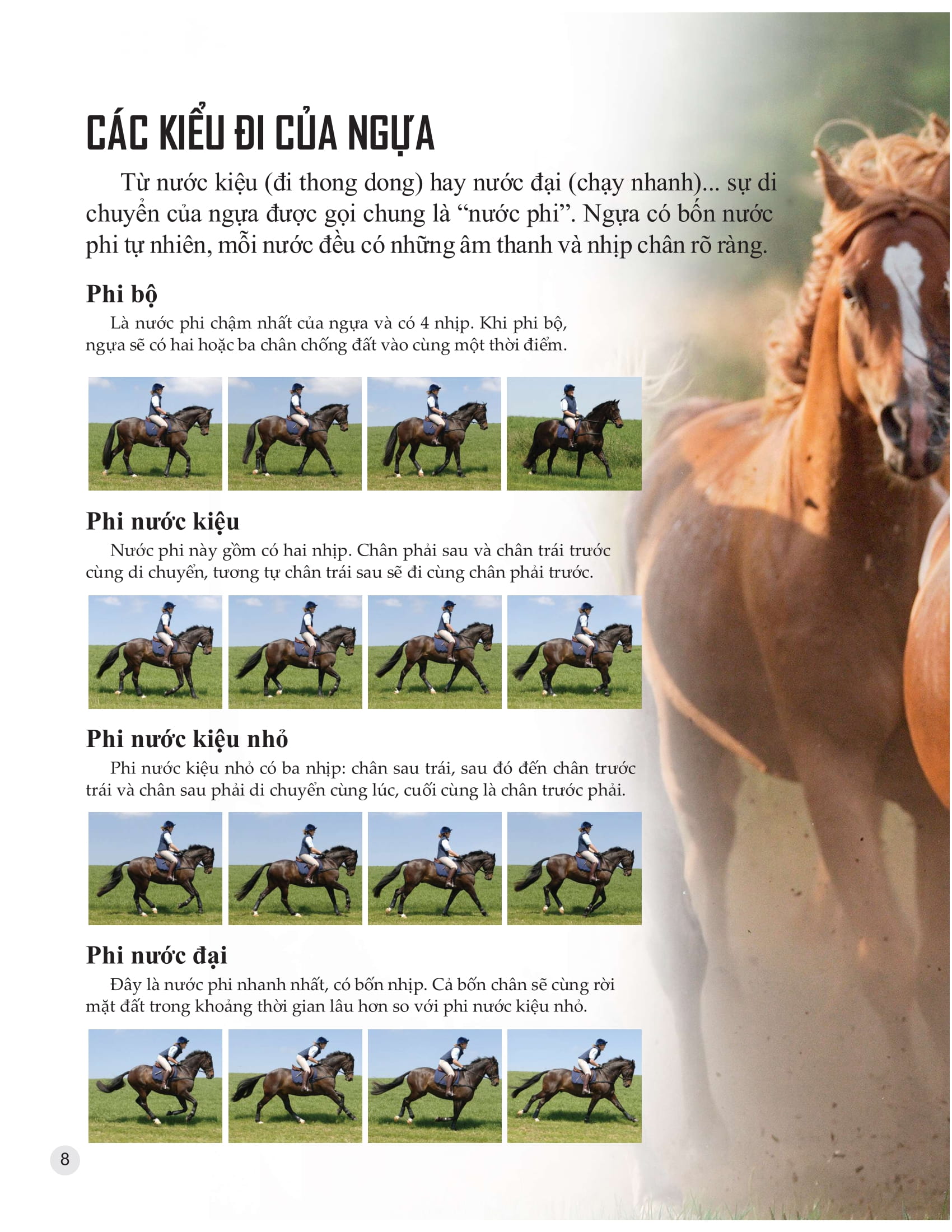 bách khoa tri thức về khám phá thế giới cho trẻ em - horses and ponies - loài ngựa