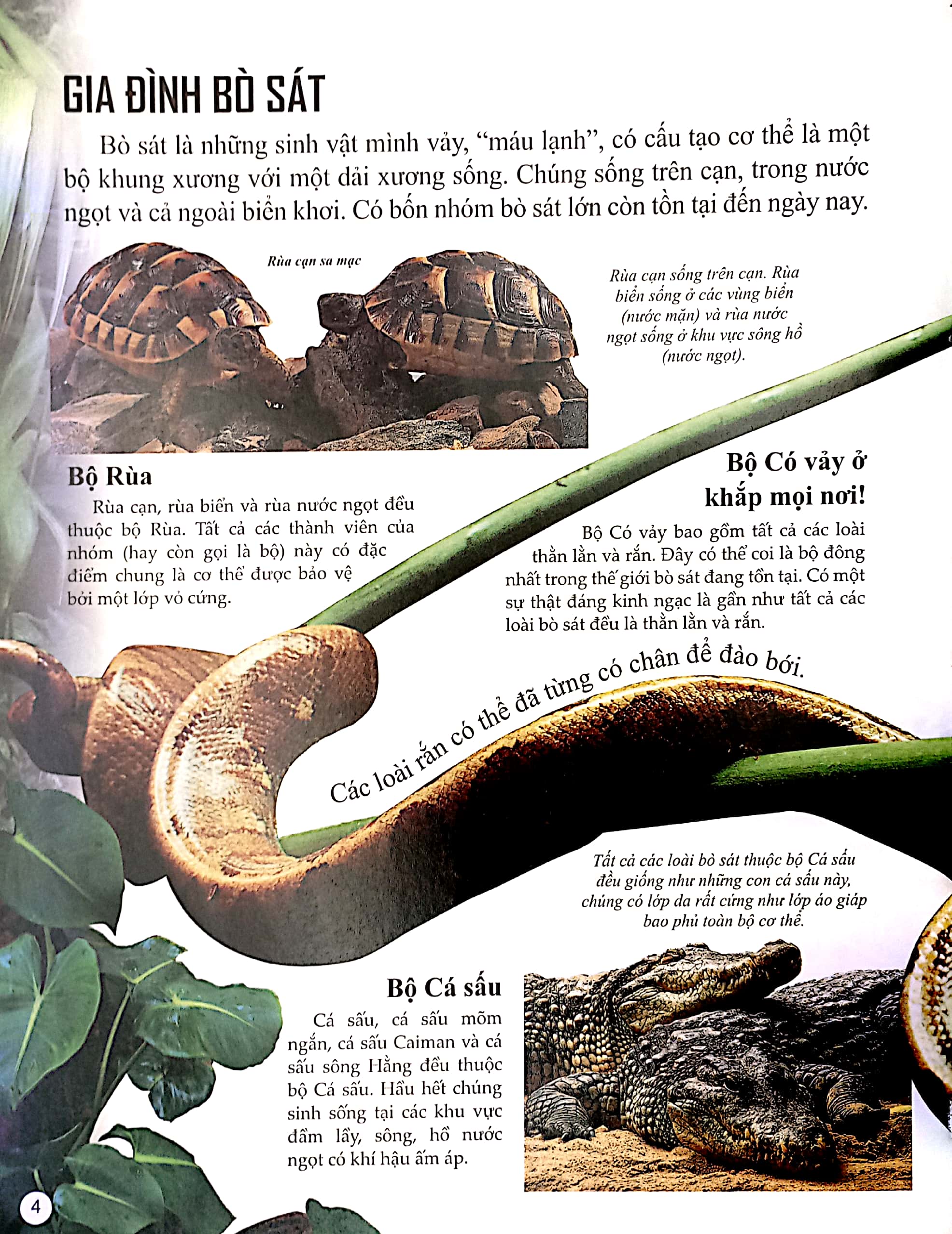 bách khoa tri thức về khám phá thế giới cho trẻ em - reptiles - bò sát