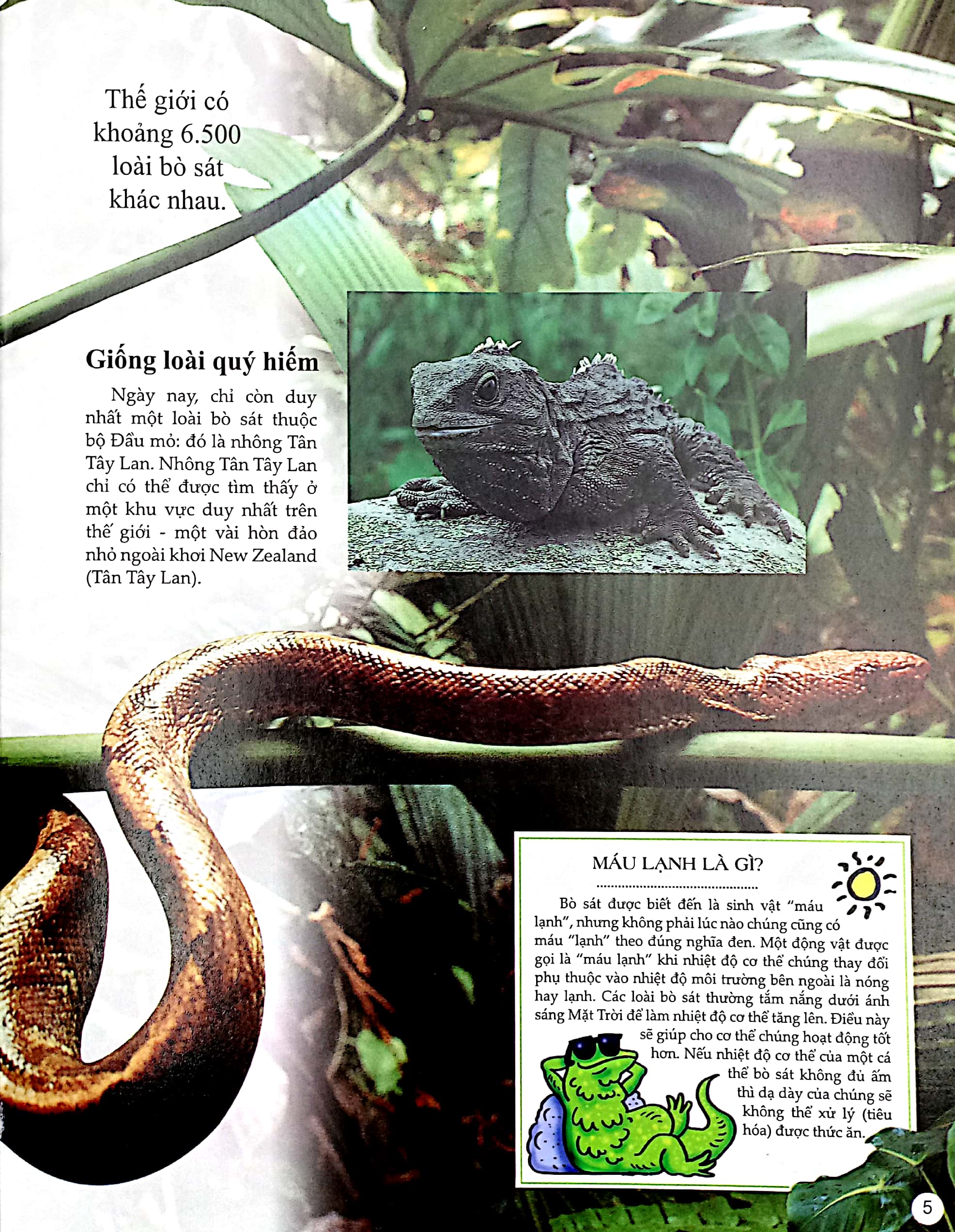 bách khoa tri thức về khám phá thế giới cho trẻ em - reptiles - bò sát