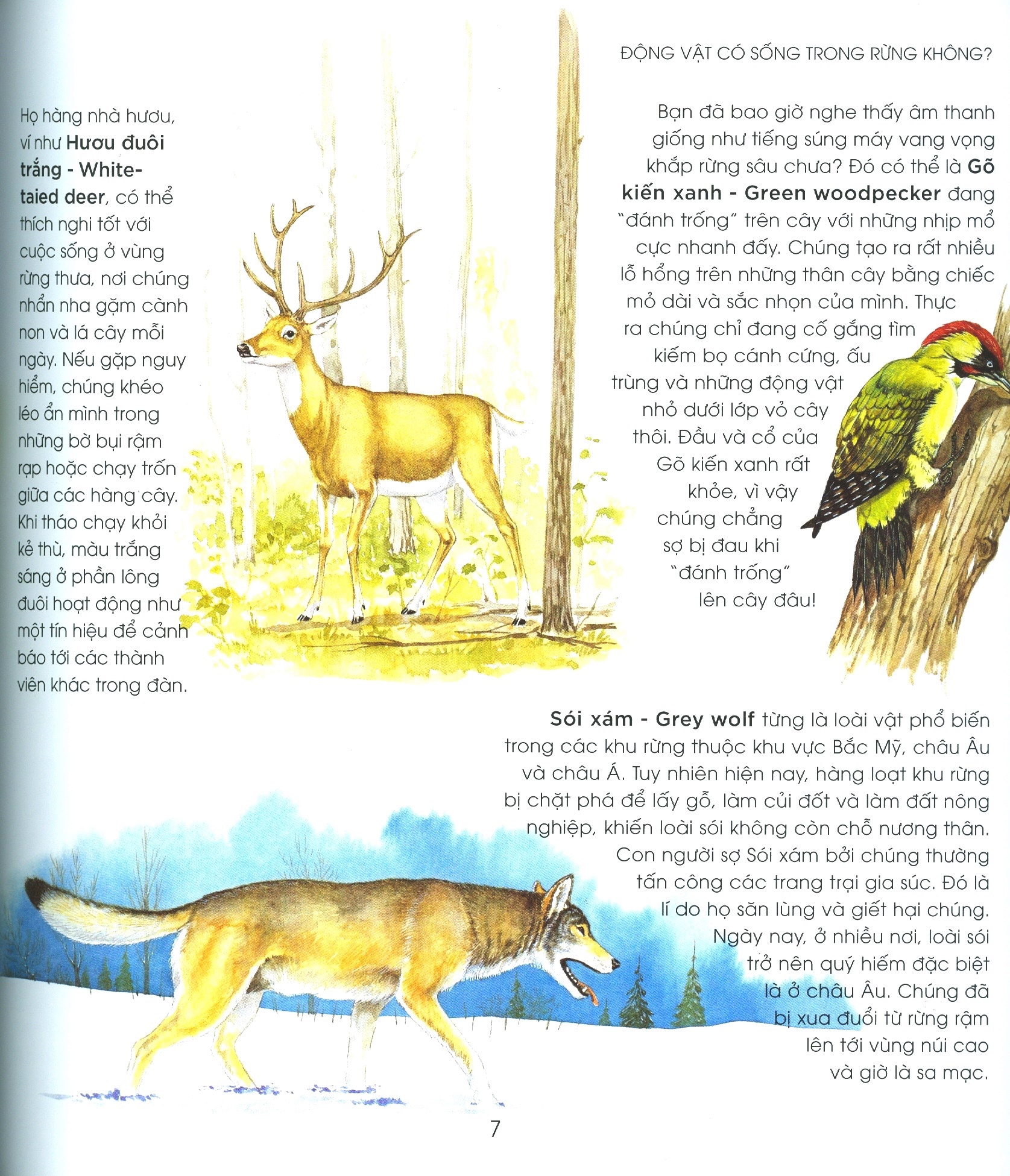 bạn có biết: động vật có cần che ô không? - hỏi đáp về thế giới hoang dã