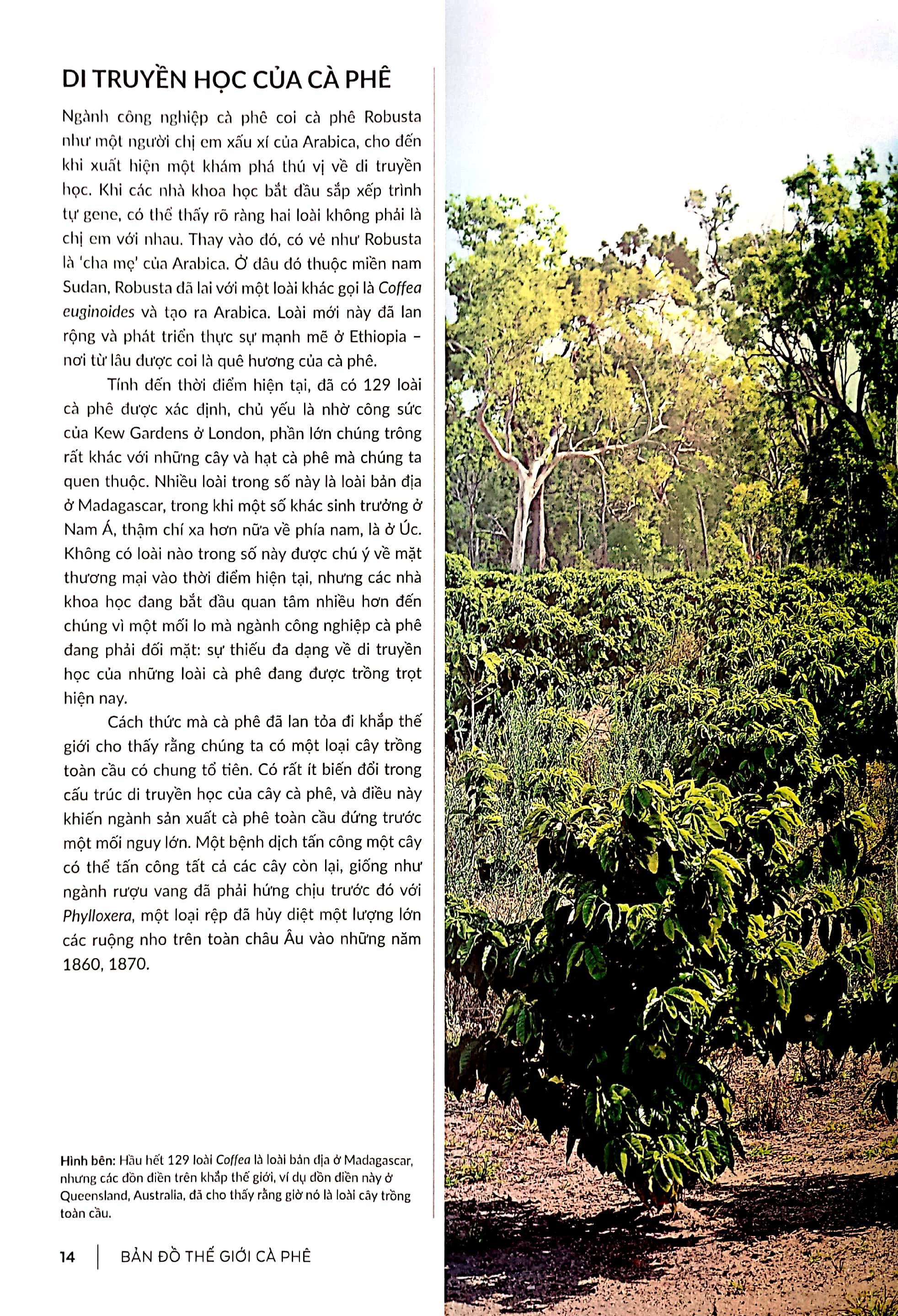 bản đồ thế giới cà phê - từ hạt đến pha chế - khám phá , giải thích và thưởng thức cà phê