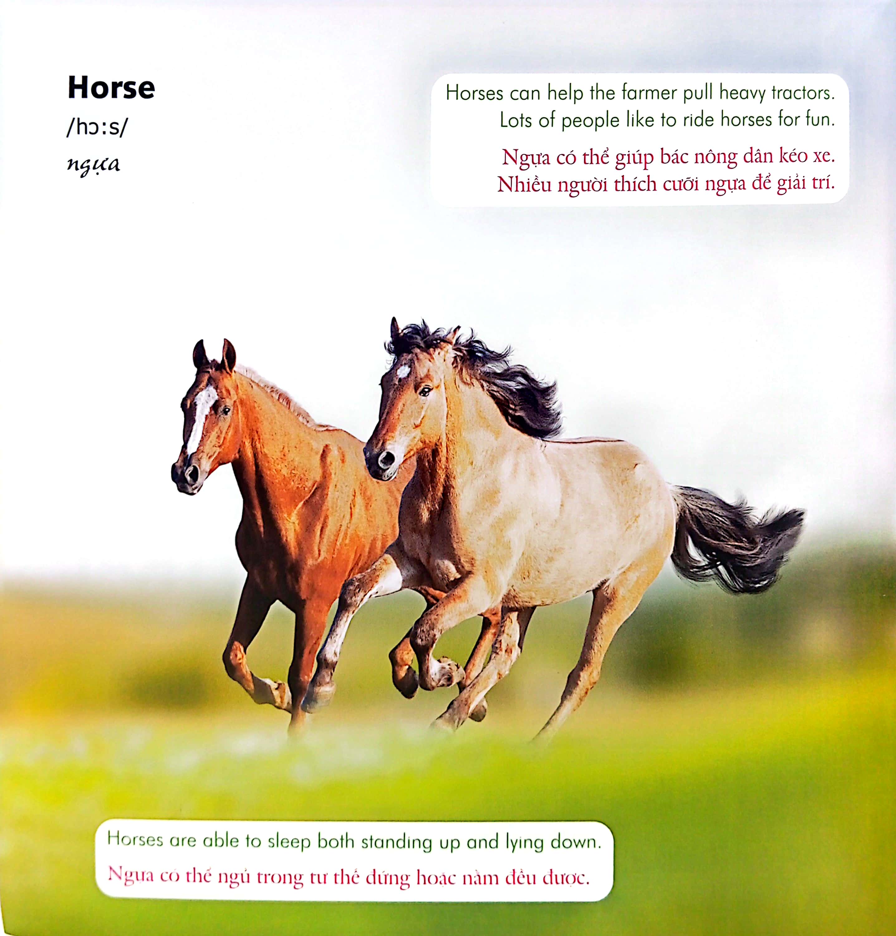 bé học tiếng anh qua hình ảnh - english for children - động vật nông trại - farm life