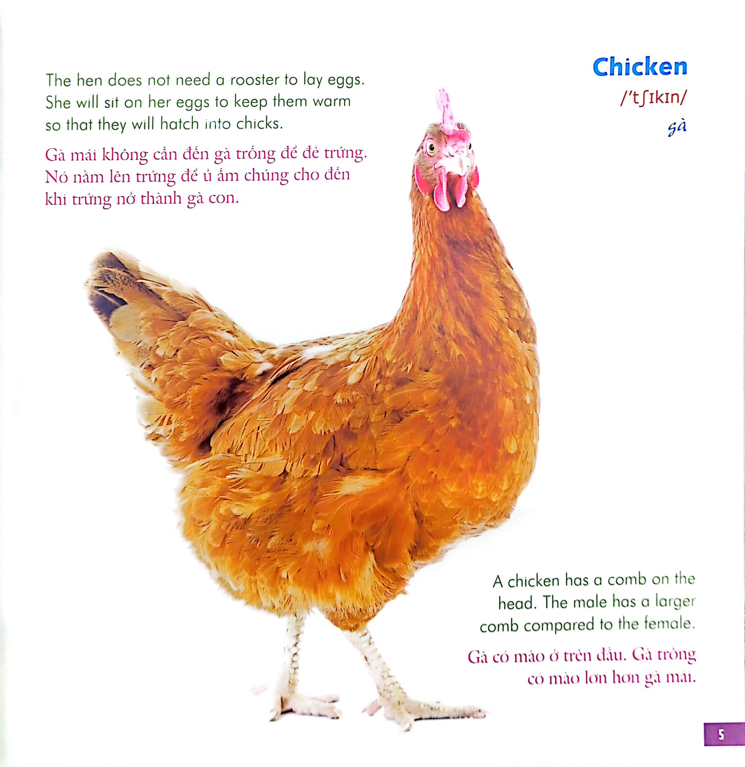 bé học tiếng anh qua hình ảnh - english for children - động vật nông trại - farm life