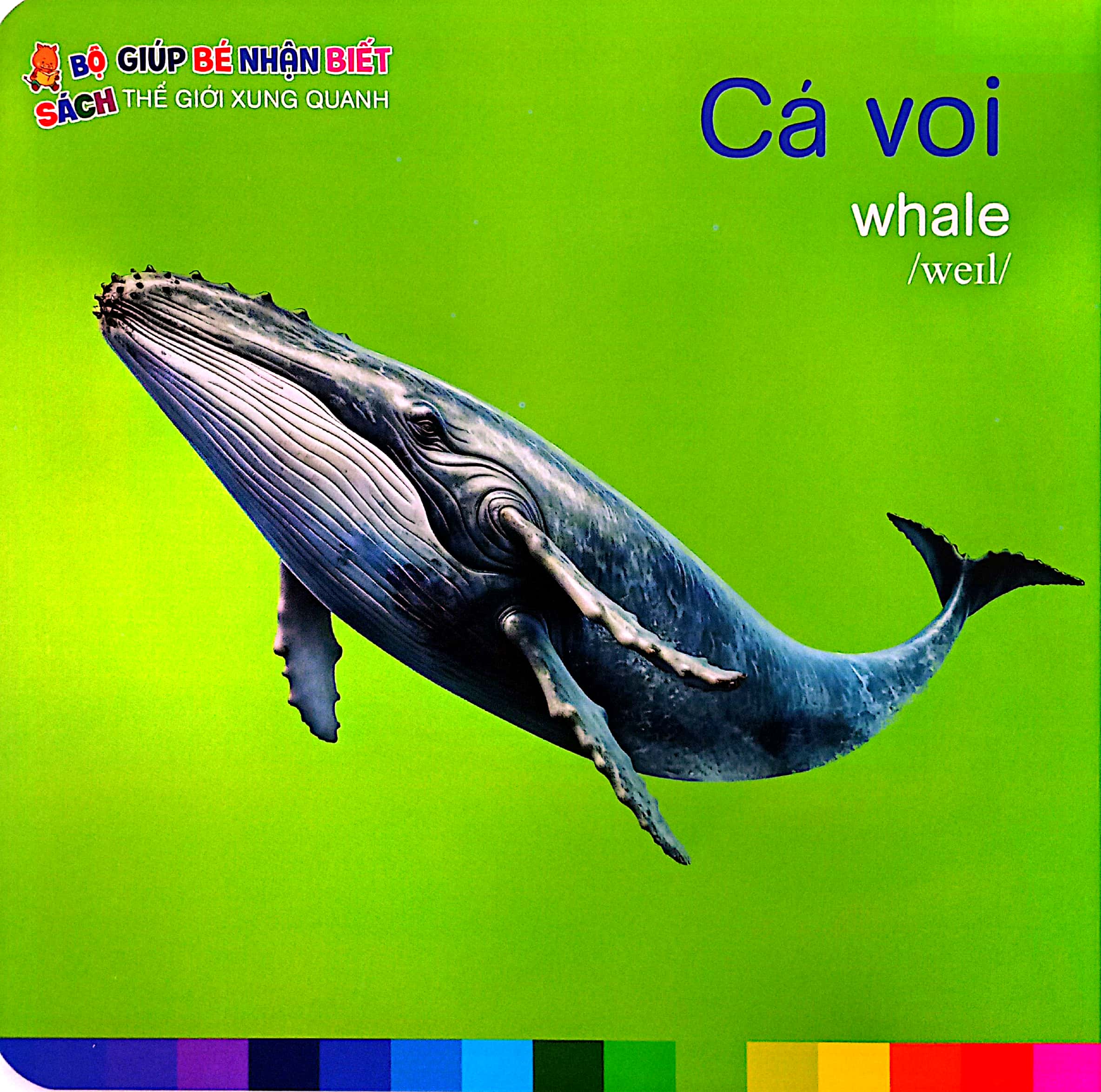 bé nhận biết thế giới xung quanh - động vật dưới biển - sea animals