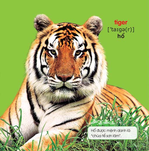 bé yêu đi mẫu giáo - thế giới động vật