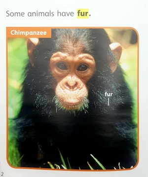 become an expert animals in africa