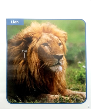 become an expert animals in africa